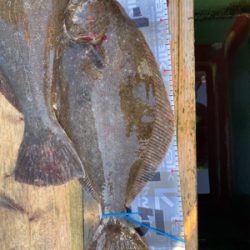 ヒラメ　　鳴門　正和丸