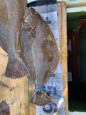 ヒラメ　　鳴門　正和丸