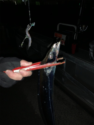 北風とタチウオ