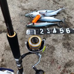 大量のベイトが防波堤に接岸!