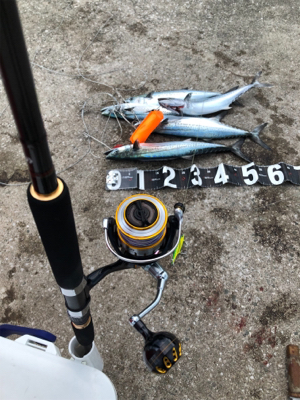 大量のベイトが防波堤に接岸!