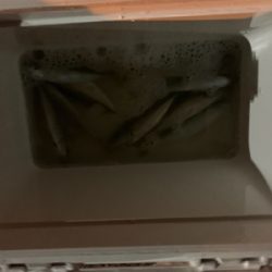 極寒豆アジング