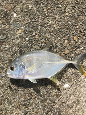 デイアジング、メバリング