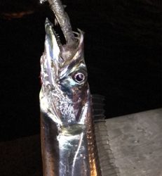 マヅメでツヌケ