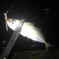 久しぶりのヒイカ入れ食い＋アジも＼(^o^)／