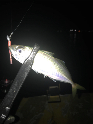 久しぶりのヒイカ入れ食い＋アジも＼(^o^)／