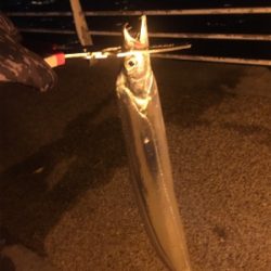 遅い時間も活性高い