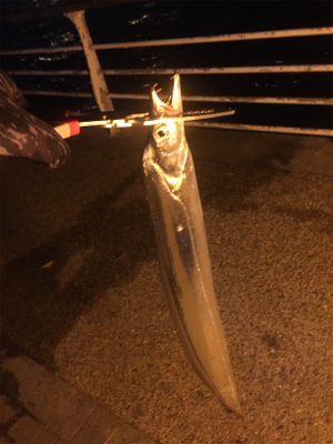 遅い時間も活性高い