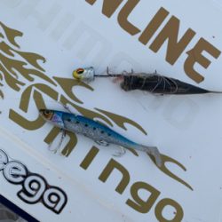 今日のタチウオは激シブ