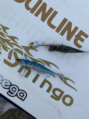 今日のタチウオは激シブ