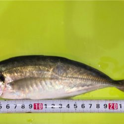 楽しいアジング