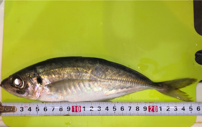 楽しいアジング