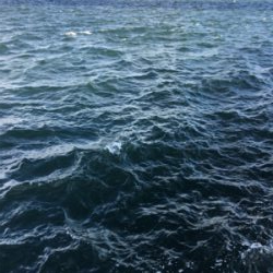 太刀魚、朝マヅメの15分時合。。。