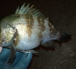 ナイトメバリング