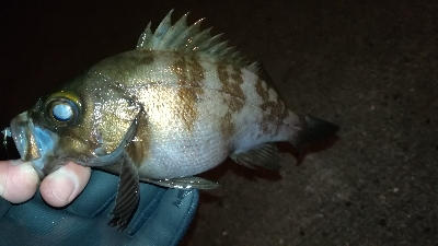 ナイトメバリング