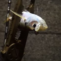 アジング練習 71