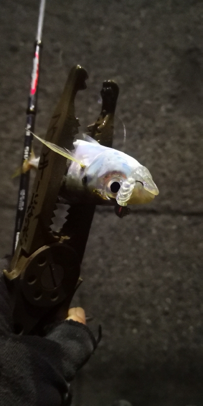 アジング練習 71