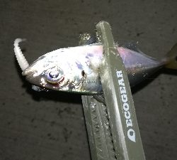 ナイトアジング