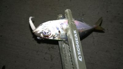 ナイトアジング