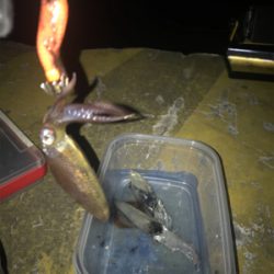 心折れそうなヒイカ釣り(><)