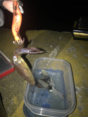 心折れそうなヒイカ釣り(><)