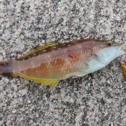 ライトゲームで四目