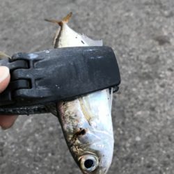 湾奥タチウオ、若潮に苦戦。