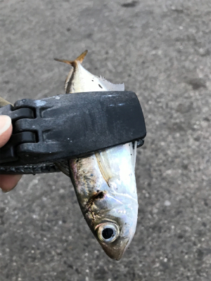 湾奥タチウオ、若潮に苦戦。