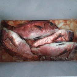 今季最後の海上釣堀