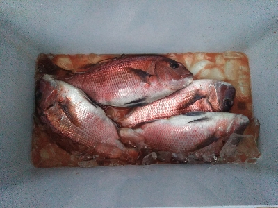 今季最後の海上釣堀