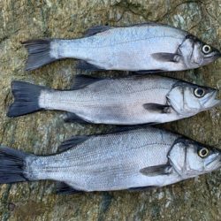 ヒラスズキ開拓