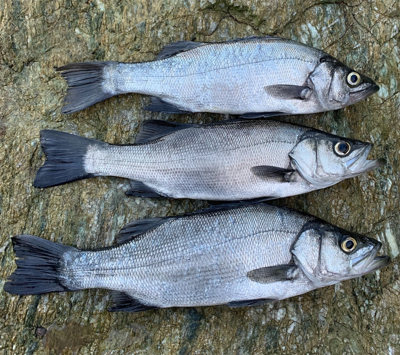 ヒラスズキ開拓