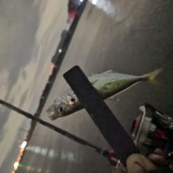 アジング練習 72