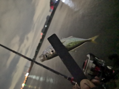 アジング練習 72