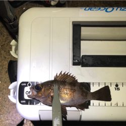 師走でもアジング