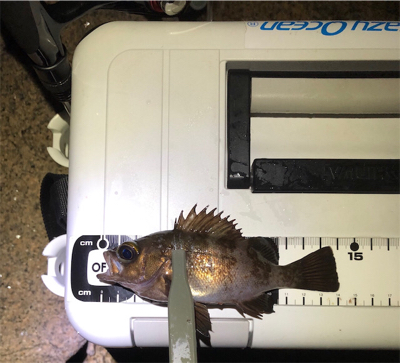 師走でもアジング