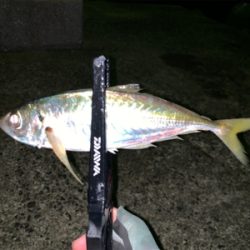 夜から朝まで、、、