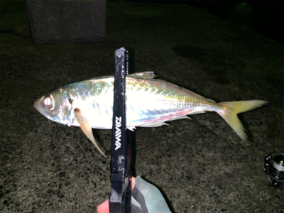 夜から朝まで、、、