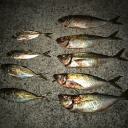 癒しのアジング