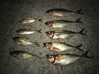 癒しのアジング