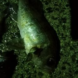 メバルの活性高