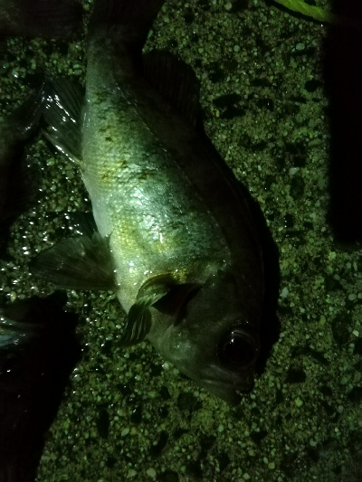 メバルの活性高