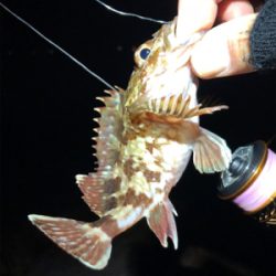 安定のガシリング