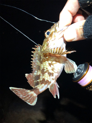 安定のガシリング