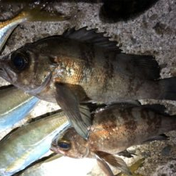 南蛮漬けが食べたくて