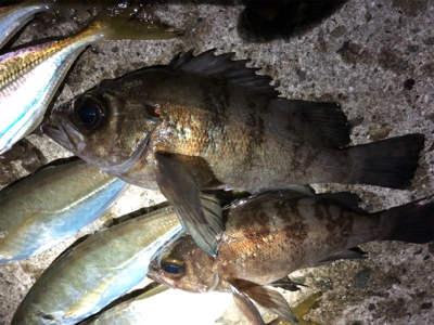 南蛮漬けが食べたくて