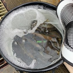 安定のノマセでハマチ