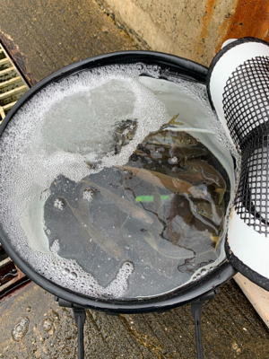 安定のノマセでハマチ