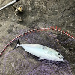 磯で五目釣り