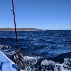 ロックフィッシュ